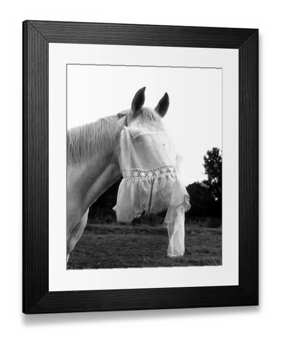 Framed Print : Horse with veil, ca. 1960s, exact place unknown