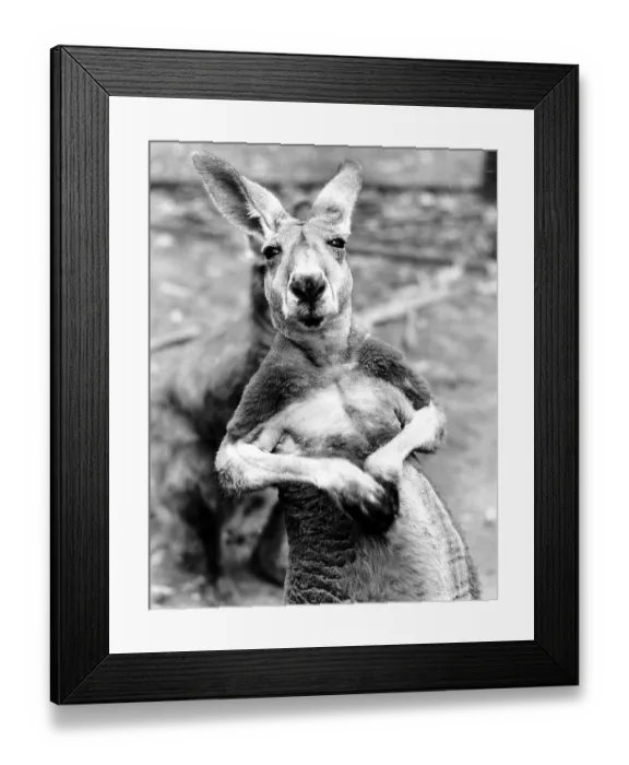 Framed Print : Kangaroo, ca. 1960s, exact place unknown, England Framed Print : Kangaroo, ca. 1960s, exact place unknown, England
