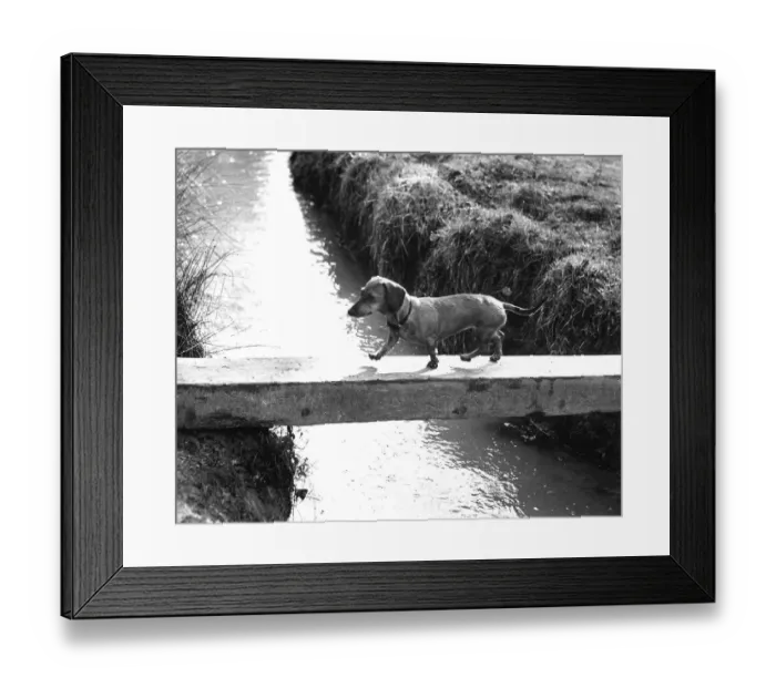 Framed Print : Dachshund crosses the river, ca Framed Print : Dachshund crosses the river, ca