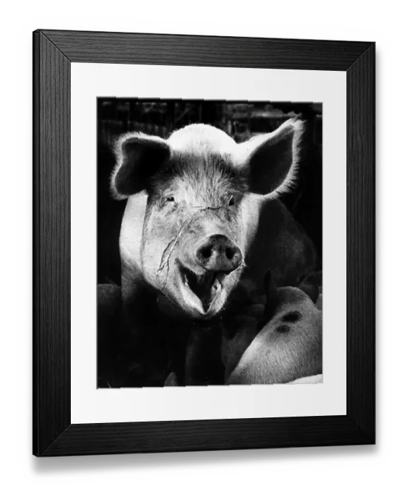 Framed Print : Pig, animal portrait, ca. 1960s Framed Print : Pig, animal portrait, ca. 1960s