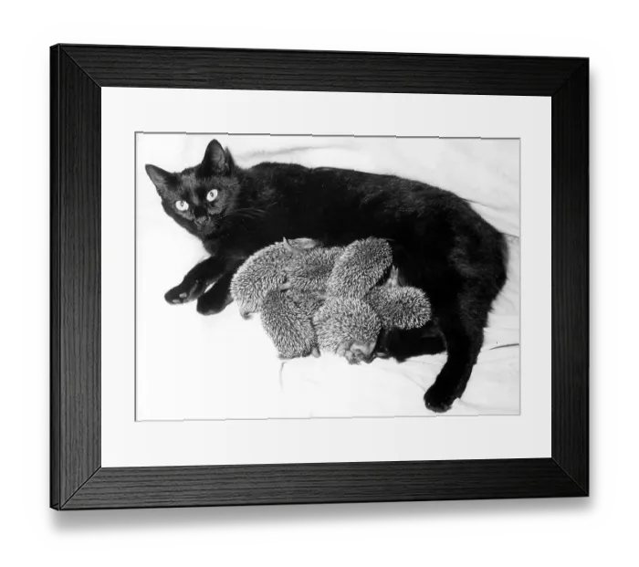 Framed Print : Black cat suckling six hedgehogs, ca Framed Print : Black cat suckling six hedgehogs, ca