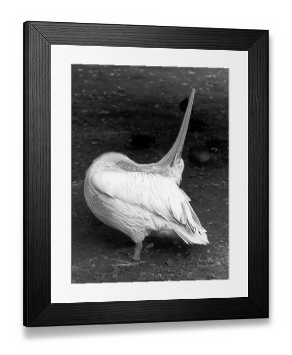 Framed Print : Pelican stretches and looks up, ca Framed Print : Pelican stretches and looks up, ca