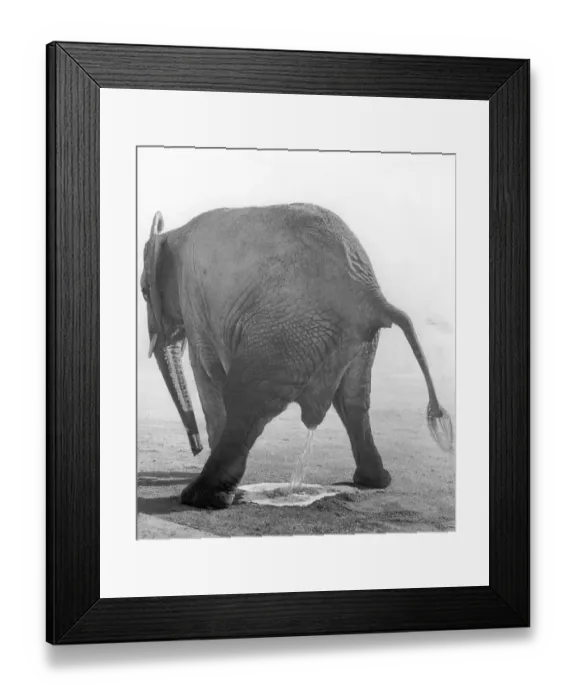 Framed Print : Elephant taking a piss, ca. 1970s