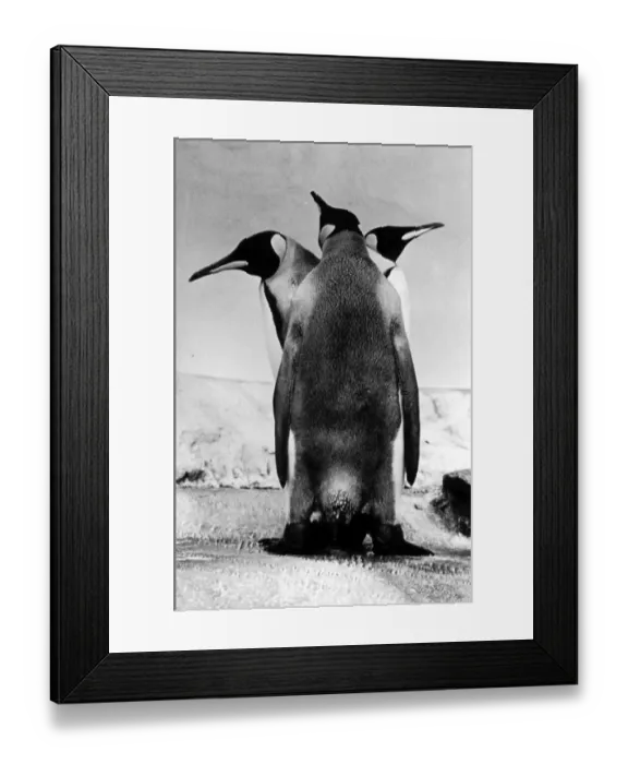 Framed Print : Three penguins looking in different directions