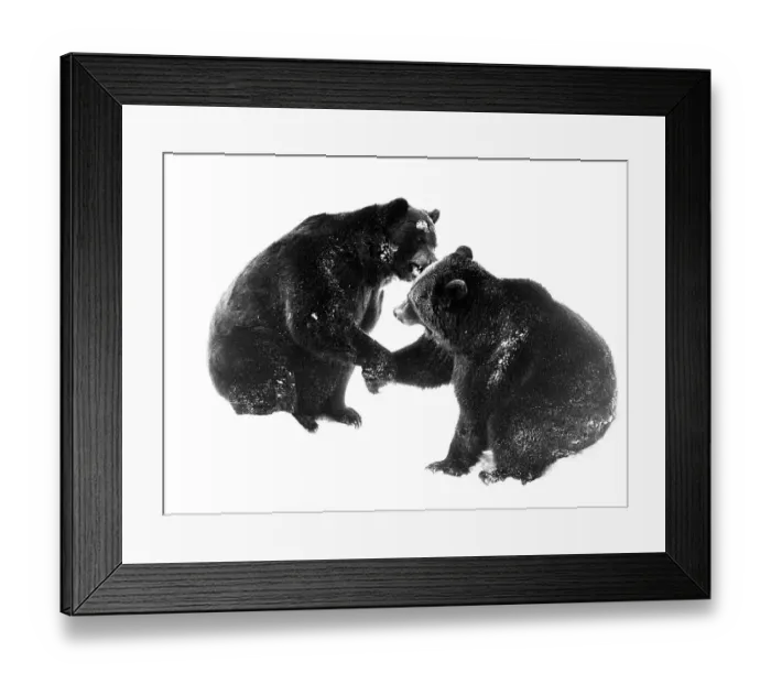 Framed Print : Two brown bears give each other the paws for salutation Framed Print : Two brown bears give each other the paws for salutation