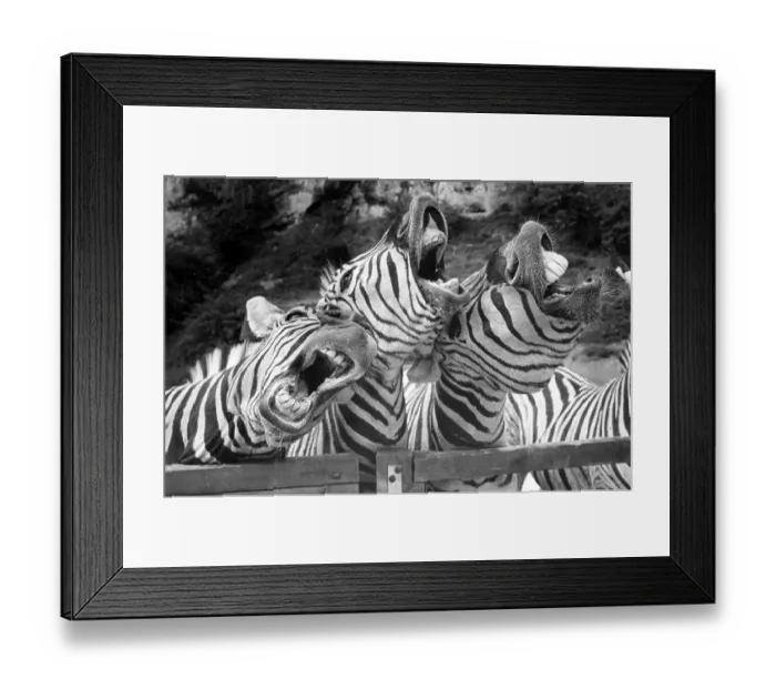Framed Print : Singing zebras, ca. 1970s, exact place unknown
