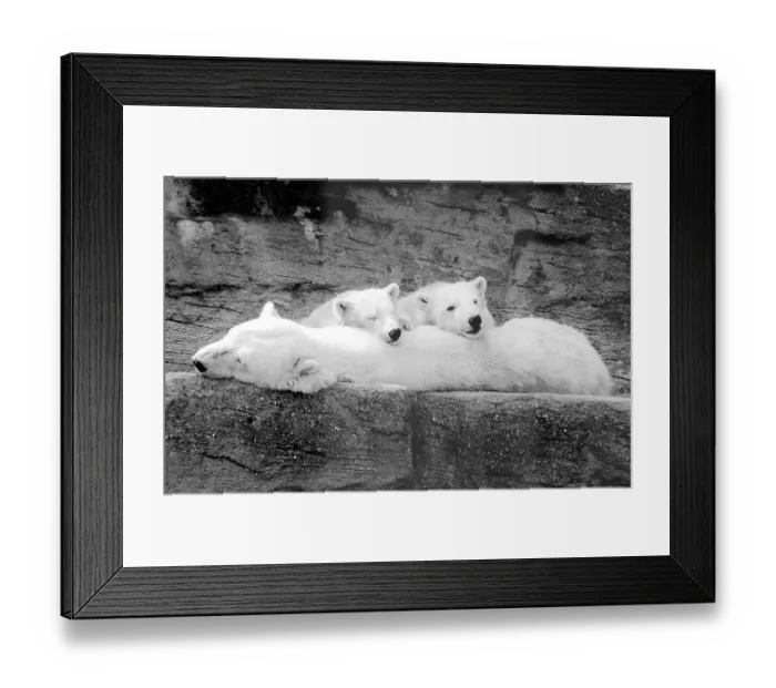 Framed Print : Polar bears, mother animal with two cubs Framed Print : Polar bears, mother animal with two cubs