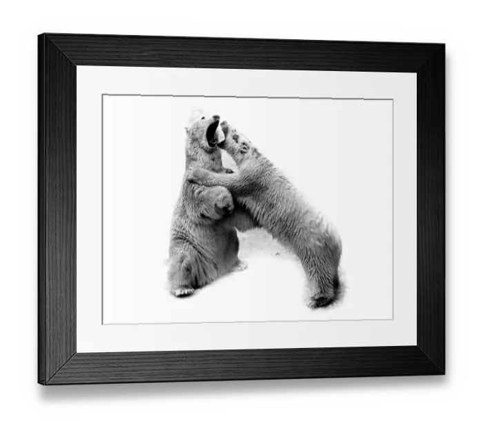Framed Print : Two polar bears fight with each other