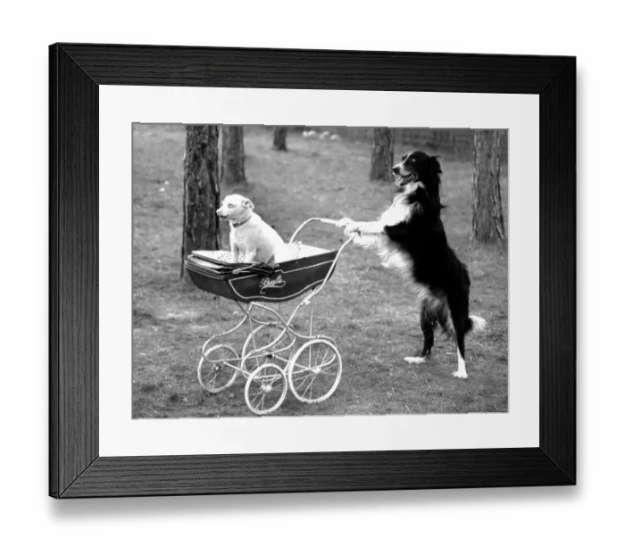 Framed Print : Dog drives dog in a stroller, ca Framed Print : Dog drives dog in a stroller, ca