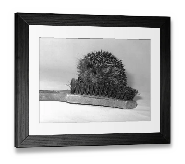Framed Print : Hedgehog lies on a brush, ca. 1970s