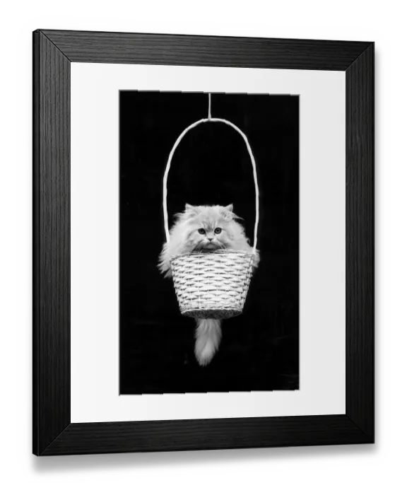 Framed Print : Kitten sitting in a basket, ca Framed Print : Kitten sitting in a basket, ca