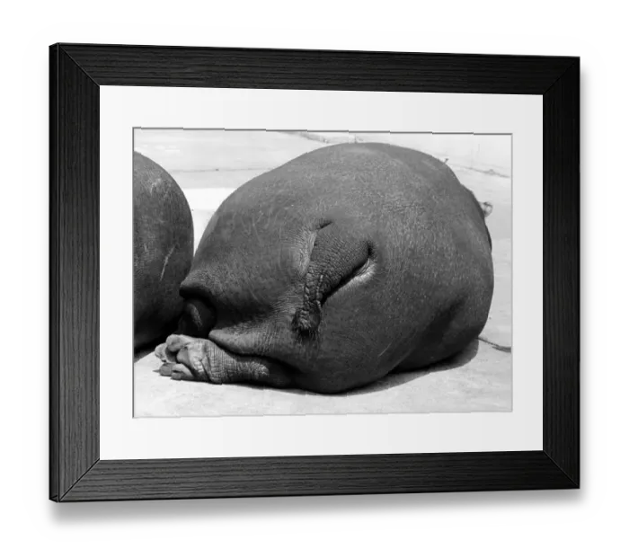 Framed Print : Lying hippopotamus from behind, ca