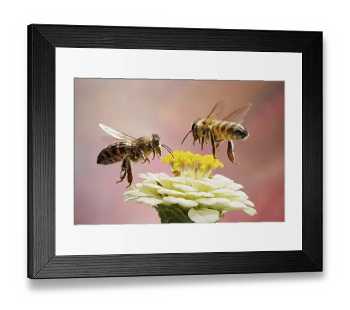Framed Print : Honey bee (Apis mellifera), in flight