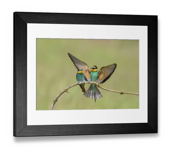 Framed Print : European bee-eaters (Merops apiaster)