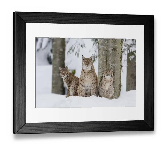 Framed Print : Eurasian lynx (Lynx lynx) family