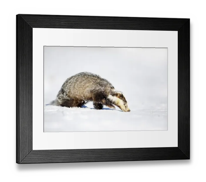 Framed Print : European badger (Meles meles), in snow