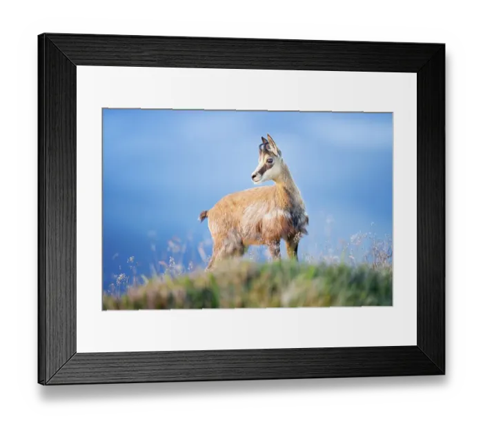 Framed Print : Juvenile chamois (Rupicapra rupicapra)