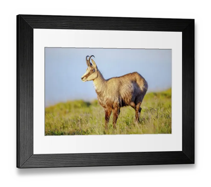 Framed Print : Chamois (Rupicapra rupicapra), Vosges