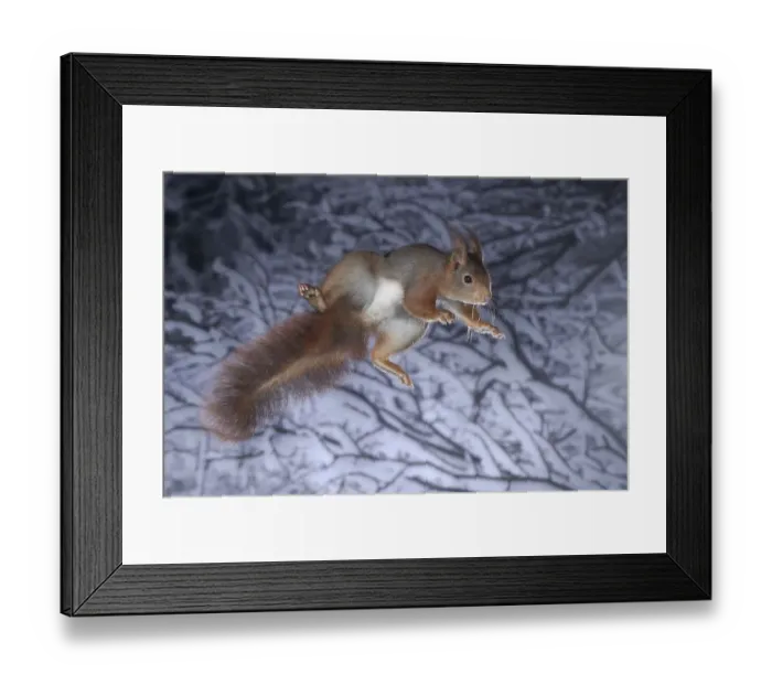 Framed Print : Squirrel (Sciurus vulgaris), jumping Framed Print : Squirrel (Sciurus vulgaris), jumping
