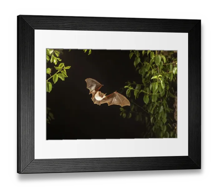 Framed Print : Greater mouse-eared bat (Myotis myotis) in Devetashka Pestera cave