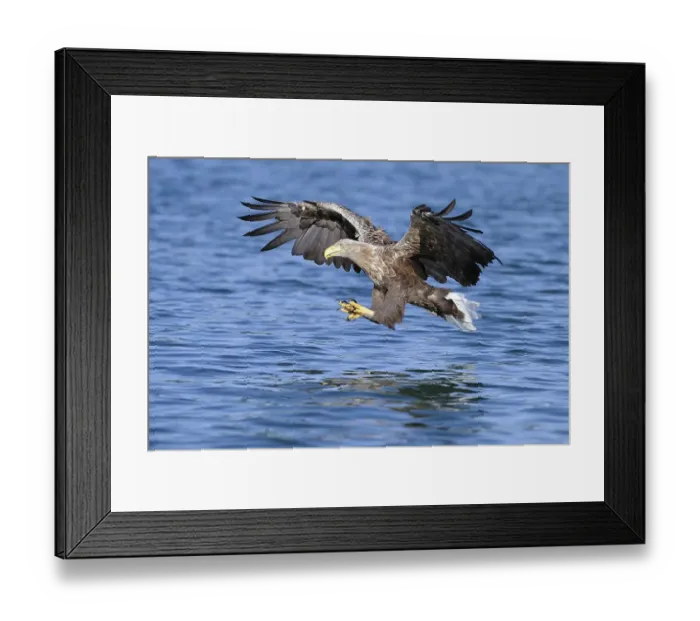 Framed Print : White-tailed eagle (Haliaeetus albicilla)