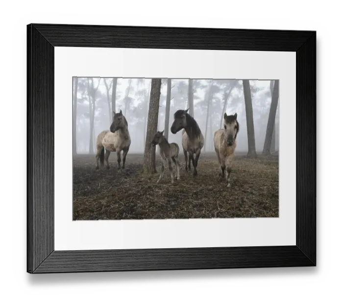 Framed Print : Duelmen wild horses standing in the forest