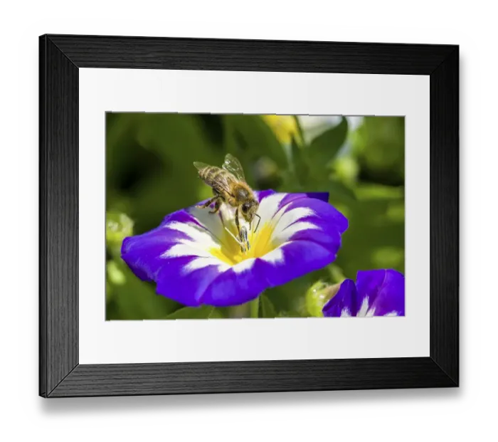 Framed Print : Carniolan honey bee (Apis mellifera carnica) is collecting nectar at a Dwarf morning-glory (Convolvulus tricolor)