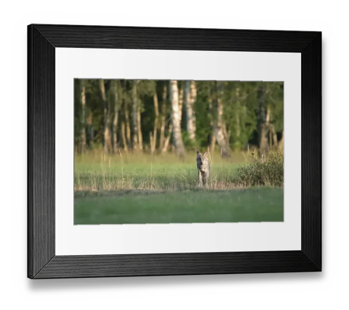 Framed Print : Gray wolf ( Canis lupus) stands in a meadow