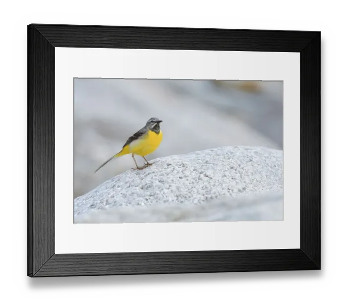 Framed Print : Grey wagtail (Motacilla cinerea) Framed Print : Grey wagtail (Motacilla cinerea)
