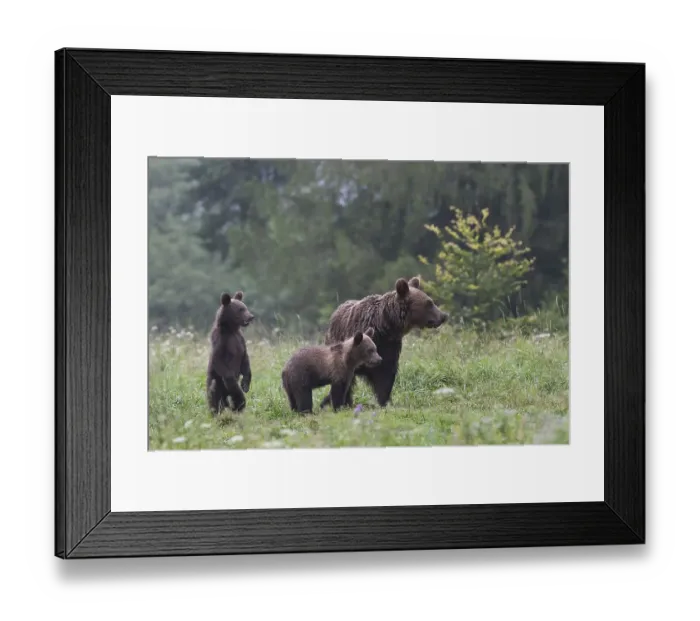 Framed Print : European brown bear or Eurasian brown bear (Ursus arctos arctos)