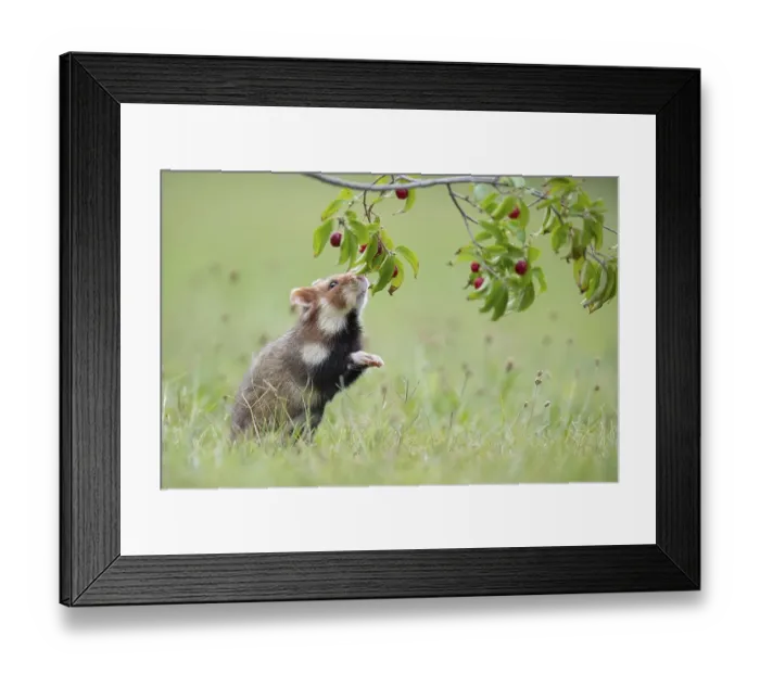 Framed Print : European hamster ( Cricetus cricetus) sniffing the deadly nightshade Framed Print : European hamster ( Cricetus cricetus) sniffing the deadly nightshade