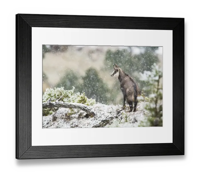 Framed Print : Chamois, young chamois buck (Rupicapra rupicapra) during heavy snowfall in mountain forest