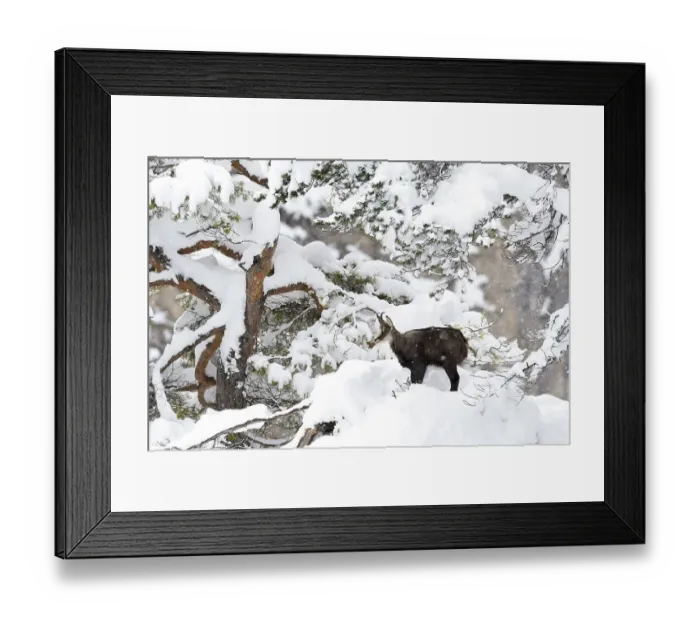 Framed Print : Chamois (Rupicapra rupicapra), chamois goat standing in front of a pine tree in light snowfall