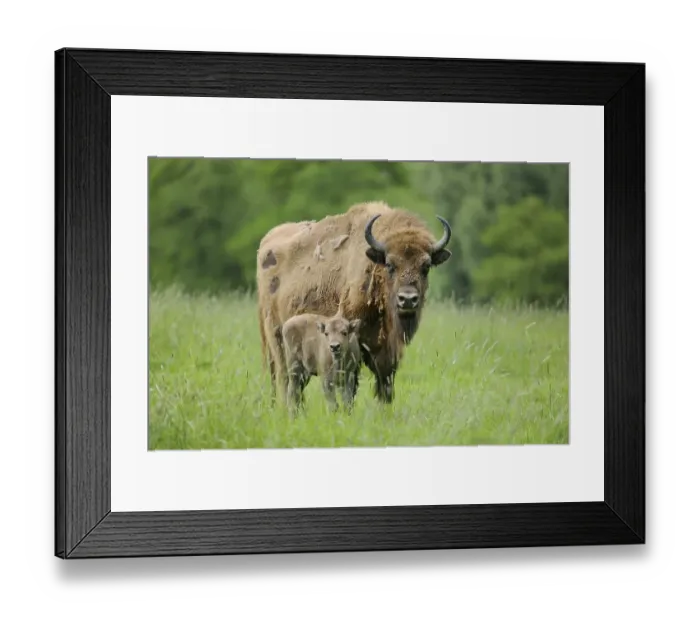 Framed Print : Wisent or European Bison (Bison bonasus)