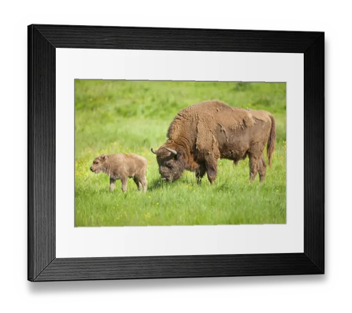 Framed Print : European bison (Bison bonasus)