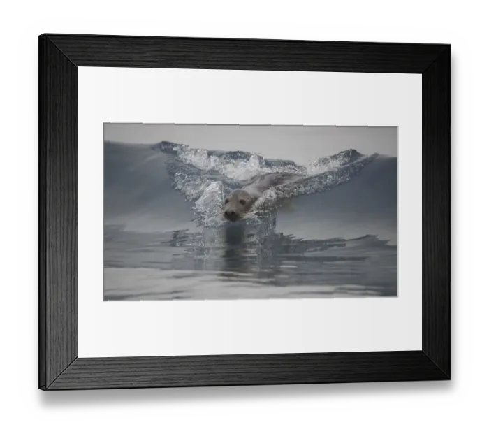 Framed Print : Grey seal (Halichoerus grypus) Helgoland