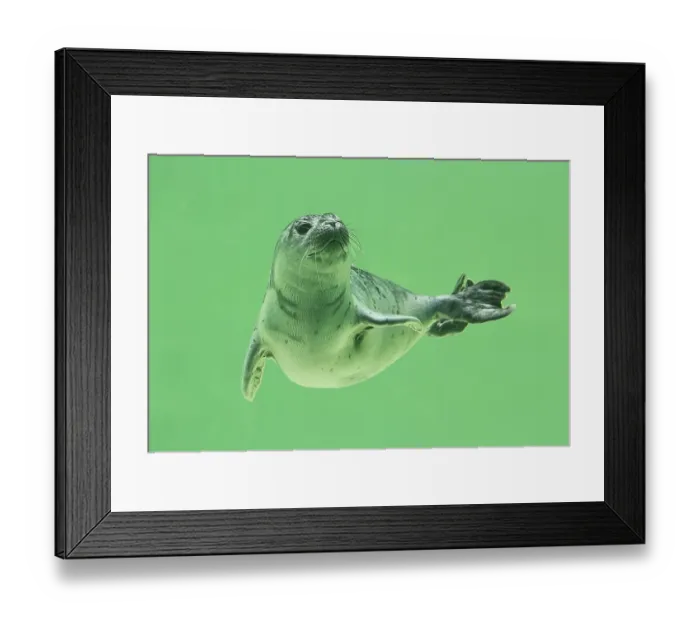 Framed Print : Young Harbor seal (Phoca vitulina) diving in water basin