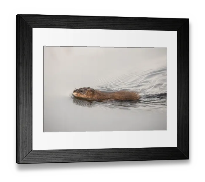 Framed Print : Common Muskrat (Ondatra zibethicus) in water Framed Print : Common Muskrat (Ondatra zibethicus) in water