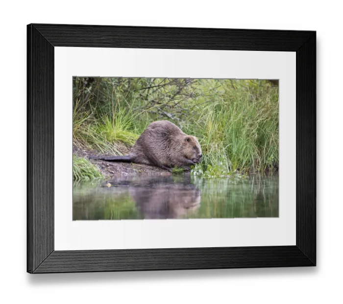 Framed Print : Beaver (Castor fiber) in the water