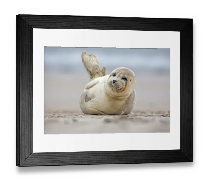 Framed Print : Seal (Phoca vitulina), young, Heligoland