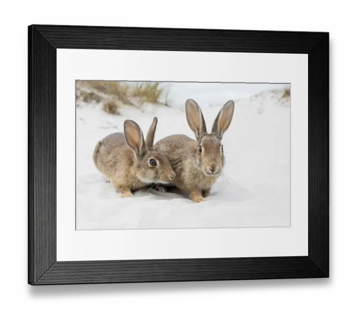 Framed Print : Wild rabbits (Oryctolagus cuniculus)