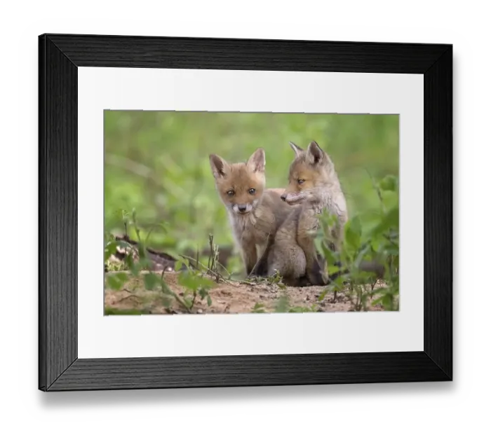 Framed Print : Red foxes (Vulpes vulpes), puppies