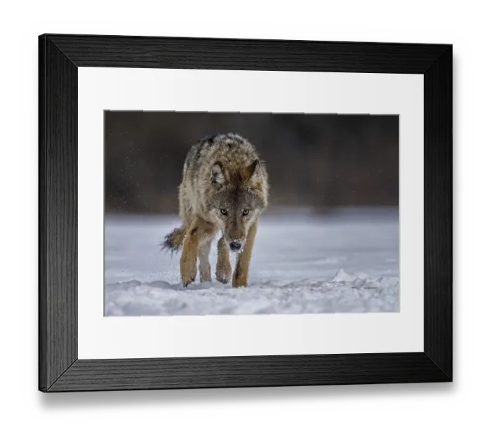 Framed Print : Gray wolf (Canis lupus) free and wild Framed Print : Gray wolf (Canis lupus) free and wild
