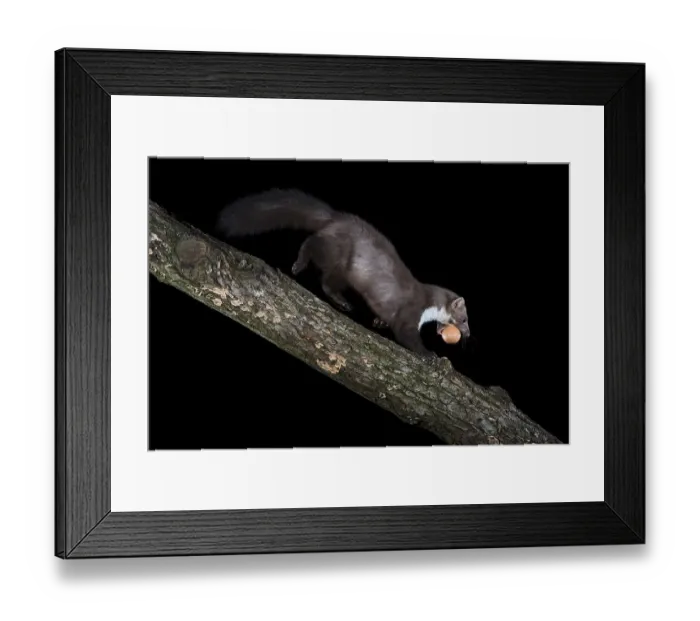 Framed Print : Beech marten (Martes foina) with a stolen egg Framed Print : Beech marten (Martes foina) with a stolen egg