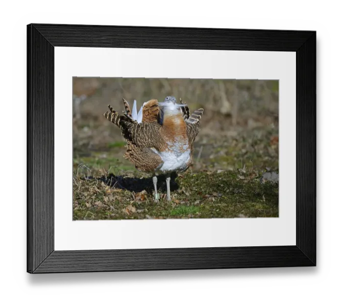 Framed Print : Great bustard (Otis tarda) male