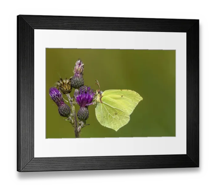 Framed Print : Common brimstone (Gonepteryx rhamni) sitting on a thistle Framed Print : Common brimstone (Gonepteryx rhamni) sitting on a thistle