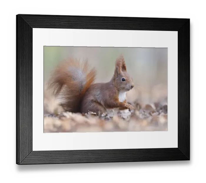 Framed Print : Eurasian red squirrel (Sciurus vulgaris) sitting in old leaves