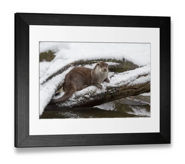 Framed Print : European Otter (Lutra lutra) on tree trunk