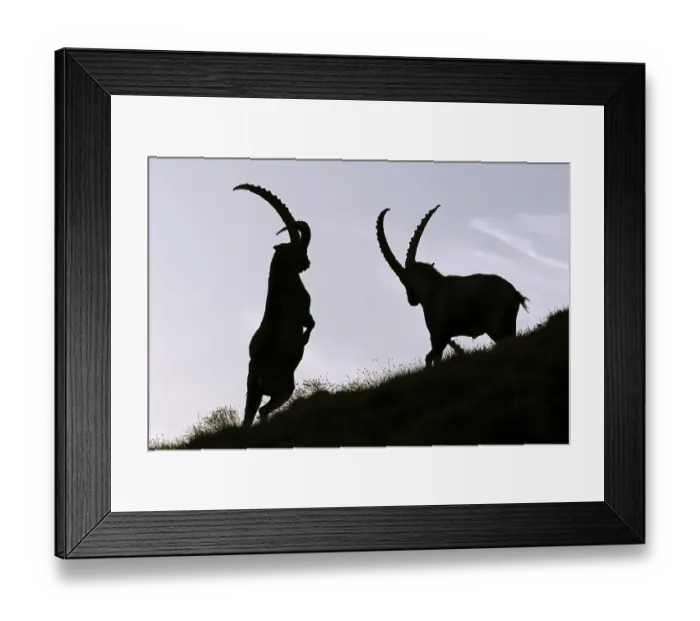 Framed Print : Fighting Alpine Ibex (Capra ibex) in backlight Framed Print : Fighting Alpine Ibex (Capra ibex) in backlight