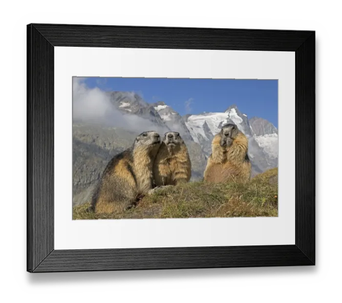 Framed Print : Alpine marmot (Marmota marmota)